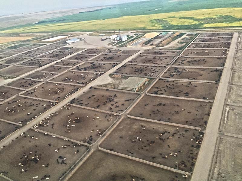 What We Do - Red Coat Cattle Feeders - Feed Lot - Saskatchewan